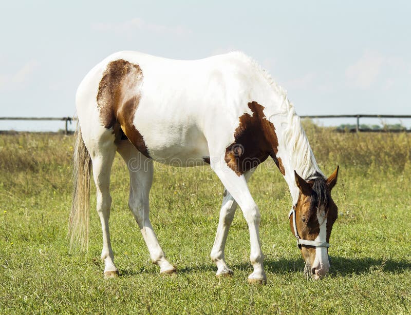 Cheval avec les taches brunes et la crinière légère se tenant sur l'herbe verte photo libre de droits Cheval avec les taches brunes et la crinière légère se tenant sur l'herbe verte photo libre de droits