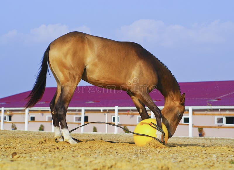 Cheval avec une crinière dentée noire courte jouant dans le sable dans un grand pré avec une boule jaune image libre de droits Cheval avec une crinière dentée noire courte jouant dans le sable dans un grand pré avec une boule jaune image libre de droits