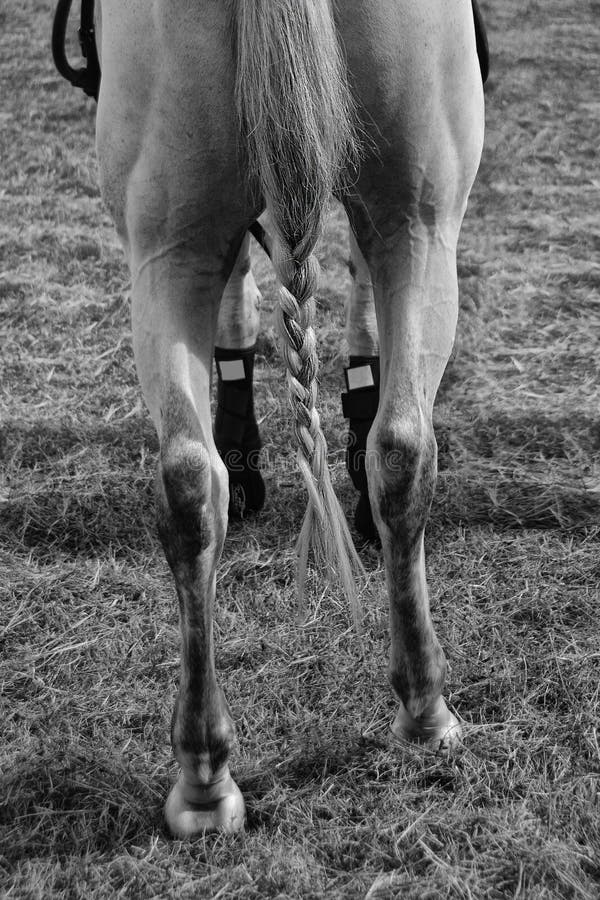 Cheval blanc avec une queue de tresse images stock Cheval blanc avec une queue de tresse images stock