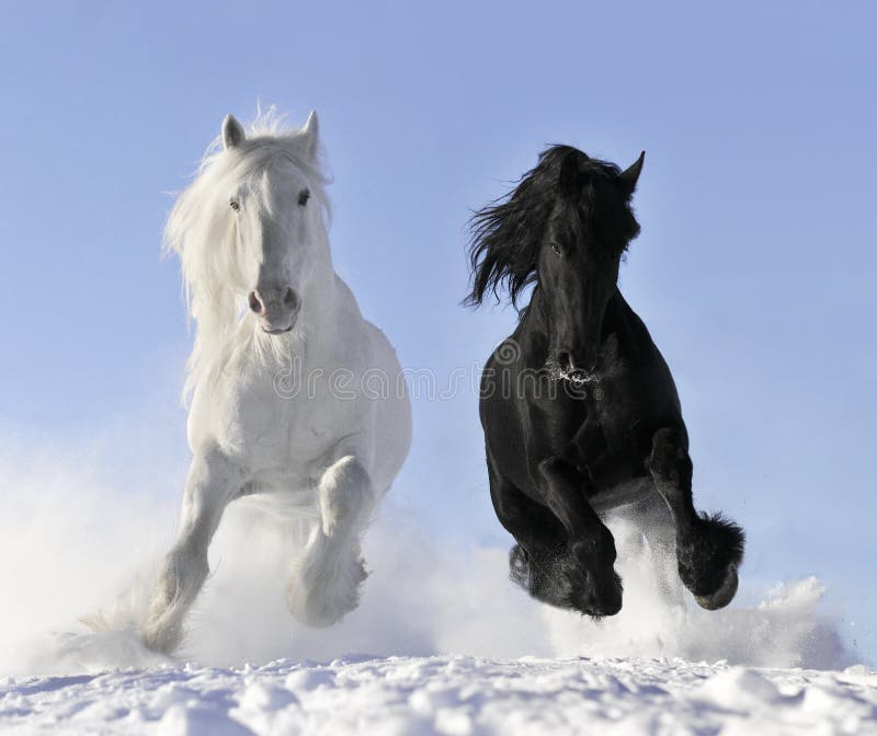 White and black horse run gallop. White and black horse run gallop