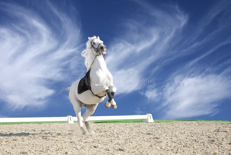 Cheval blanc s'élevant dans l'arène de sable