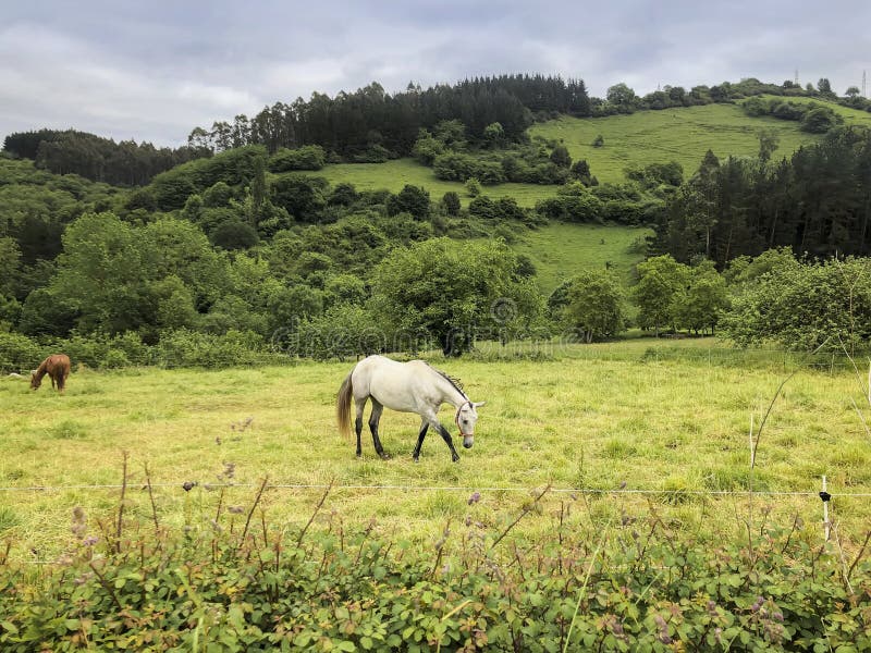 Cheval blanc sur le pâturage vert pittoresque Paysage d'?t? de pays photographie stock Cheval blanc sur le pâturage vert pittoresque Paysage d'?t? de pays photographie stock