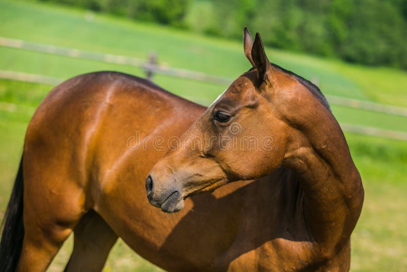 Cheval coloré rougeâtre de Brown Akhal Teke photographie stock libre de droits Cheval coloré rougeâtre de Brown Akhal Teke photographie stock libre de droits