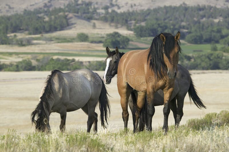 Horse known as Casanova, one of the wild horses at the Black Hills Wild Horse Sanctuary, the home to America's largest wild horse herd, Hot Springs, South Dakota. Horse known as Casanova, one of the wild horses at the Black Hills Wild Horse Sanctuary, the home to America's largest wild horse herd, Hot Springs, South Dakota