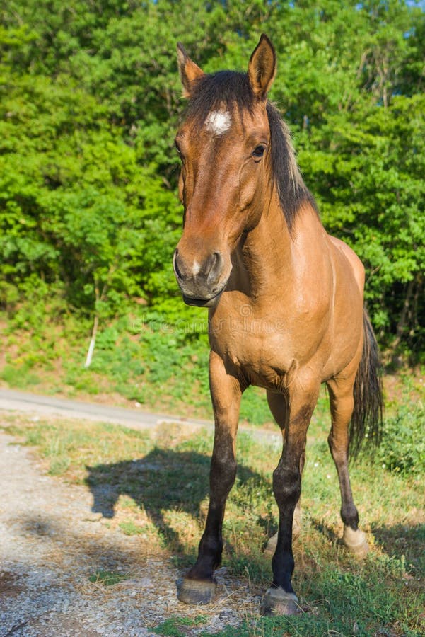 Cheval criméen image stock Cheval criméen image stock