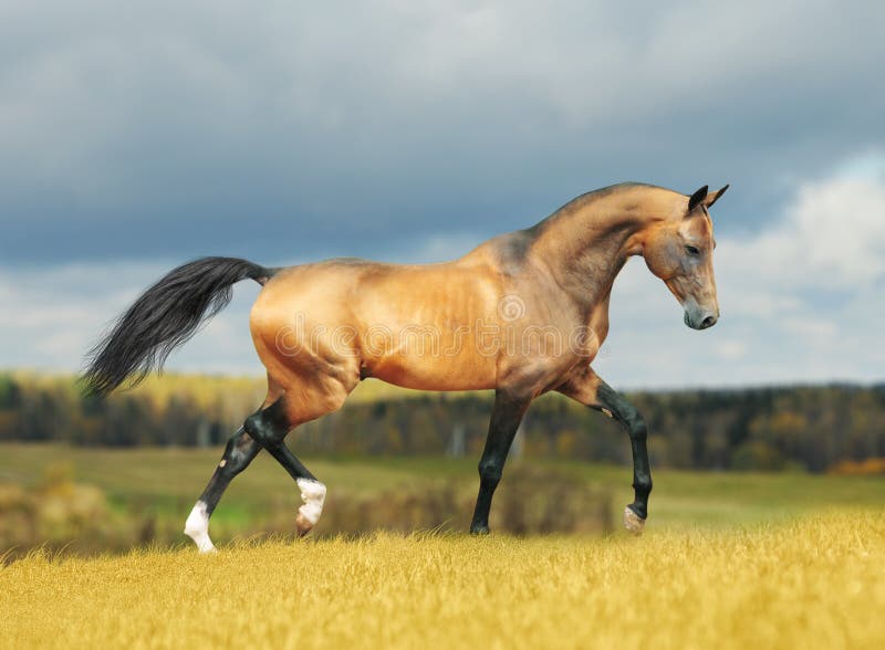 Cheval d'Akhal-teke en automne photo libre de droits Cheval d'Akhal-teke en automne photo libre de droits