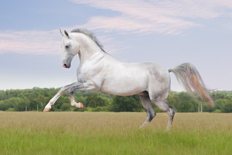 Cheval d'Akhal-teke sur le blanc photo libre de droits Cheval d'Akhal-teke sur le blanc photo libre de droits
