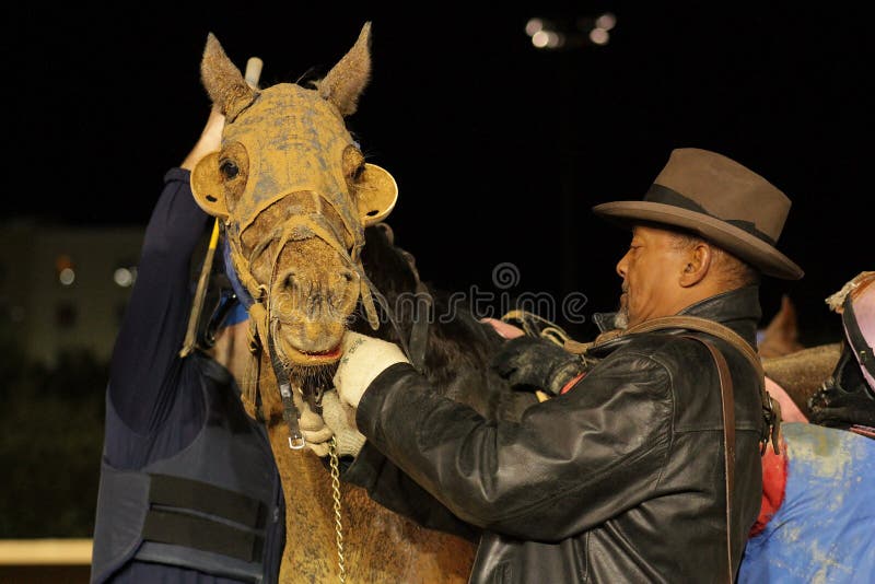 Cheval d'emballage après la course de cheval photographie stock libre de droits Cheval d'emballage après la course de cheval photographie stock libre de droits