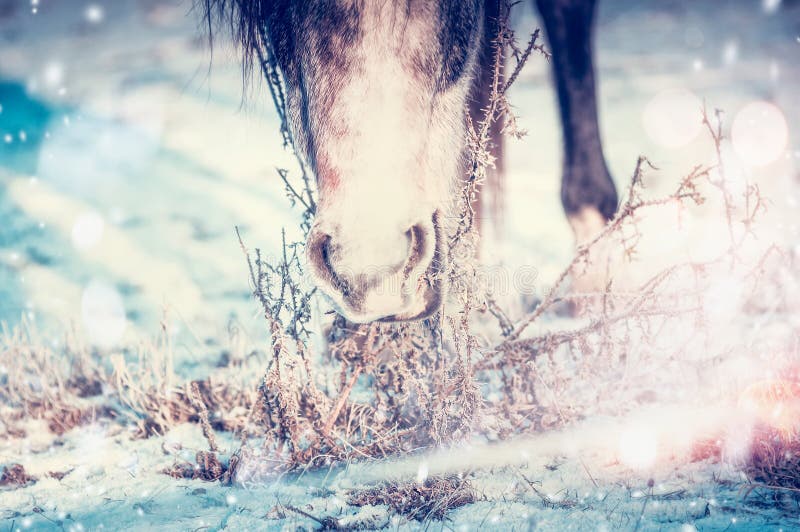 Cheval d'hiver mangeant l'herbe sous la neige photos libres de droits Cheval d'hiver mangeant l'herbe sous la neige photos libres de droits