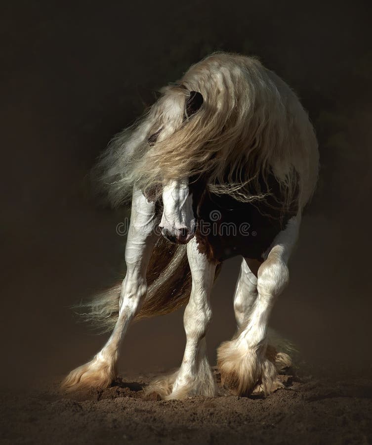 Cheval d'étameur ambulant en plan rapproché de mouvement sur le fond foncé image stock Cheval d'étameur ambulant en plan rapproché de mouvement sur le fond foncé image stock