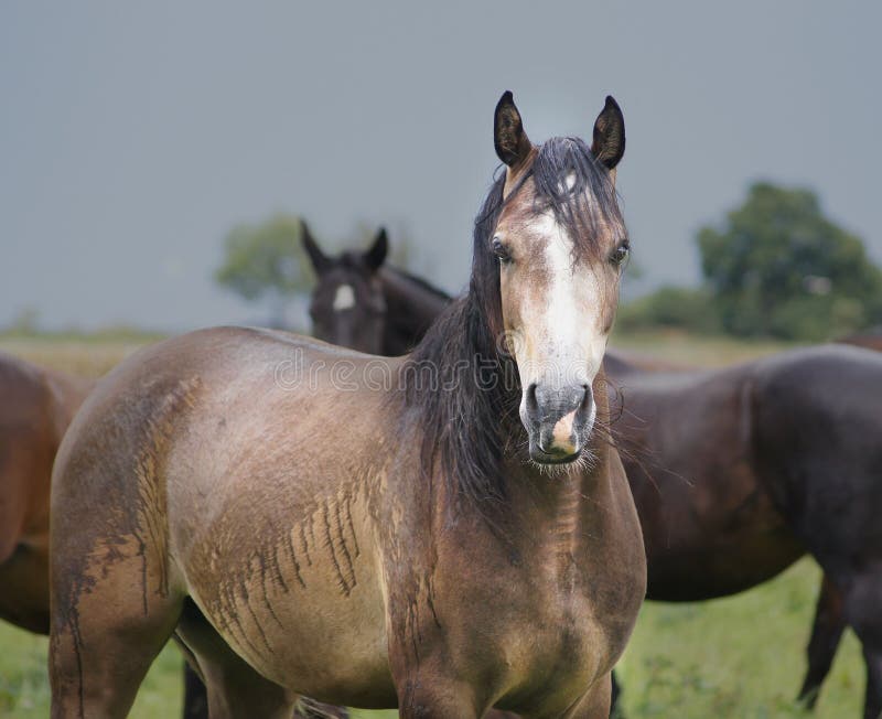 Cheval de Brown avec l'endroit blanc image stock Cheval de Brown avec l'endroit blanc image stock