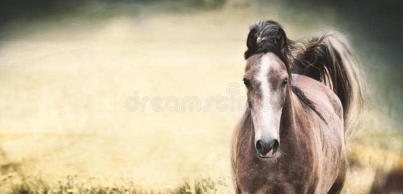 Cheval de Brown avec une rayure blanche sur le visage au fond de nature, bannière images stock Cheval de Brown avec une rayure blanche sur le visage au fond de nature, bannière images stock