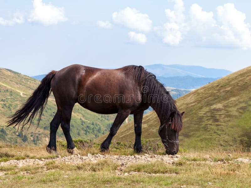 Cheval de Brown dans les montagnes photo libre de droits Cheval de Brown dans les montagnes photo libre de droits