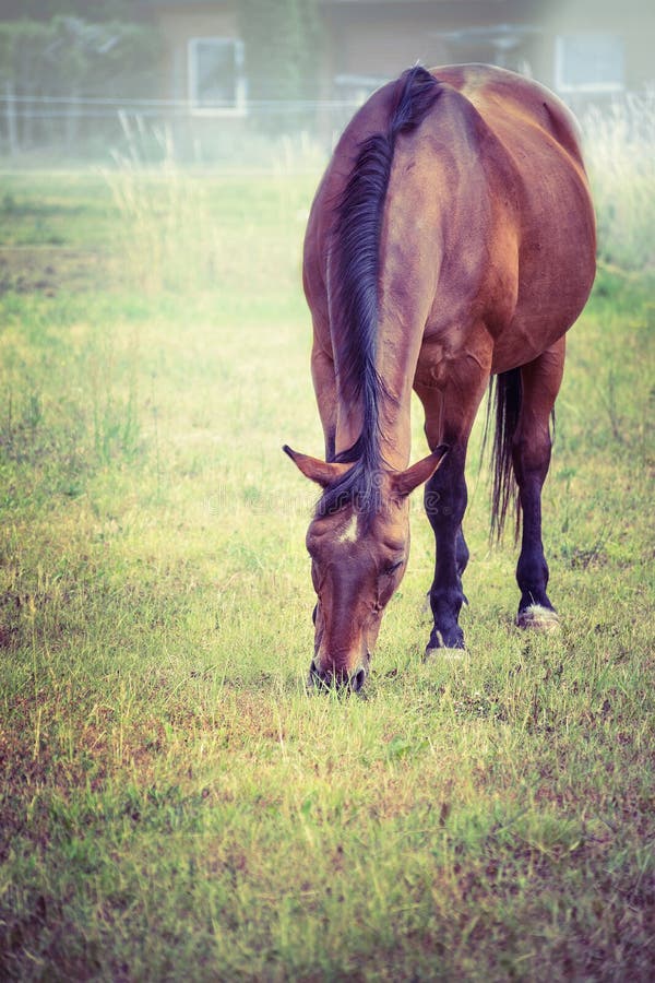 Cheval de Brown frôlant sur le pâturage d'automne photos libres de droits Cheval de Brown frôlant sur le pâturage d'automne photos libres de droits