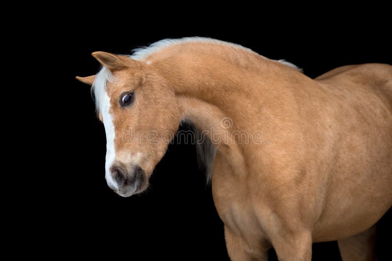 Cheval De Chataigne D Isolement Sur Le Noir Poney De Gallois Photo Stock Image Du Fuselage Simple Cheval De Chataigne D Isolement Sur Le Noir Poney De Gallois Photo Stock Image Du Fuselage Simple