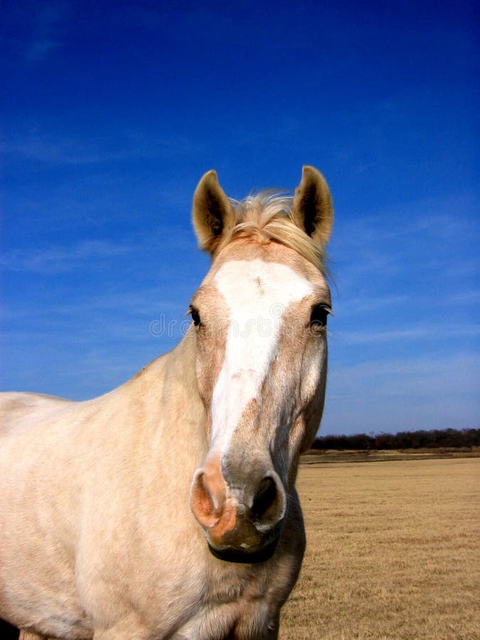 Cheval de Palomino photographie stock Cheval de Palomino photographie stock