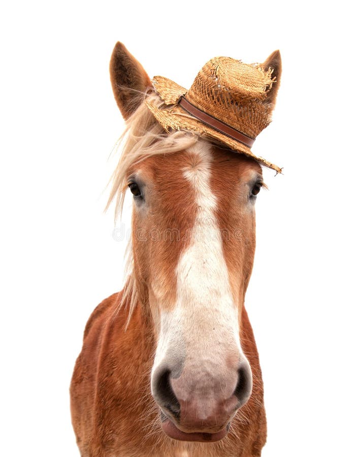 Cheval de trait belge blond utilisant un chapeau de paille photographie stock libre de droits Cheval de trait belge blond utilisant un chapeau de paille photographie stock libre de droits
