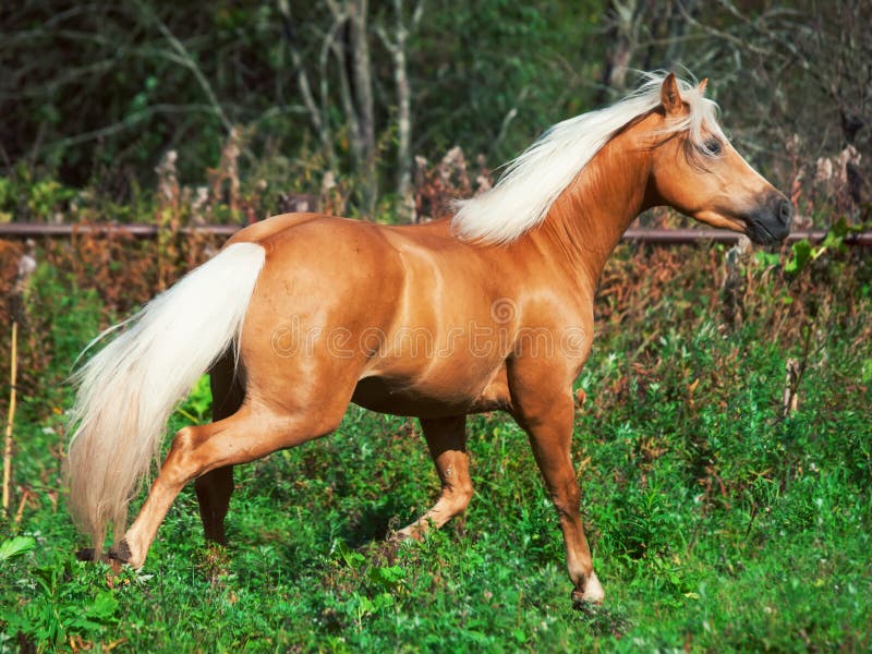 Running palomino horse and pony. Running palomino horse and pony