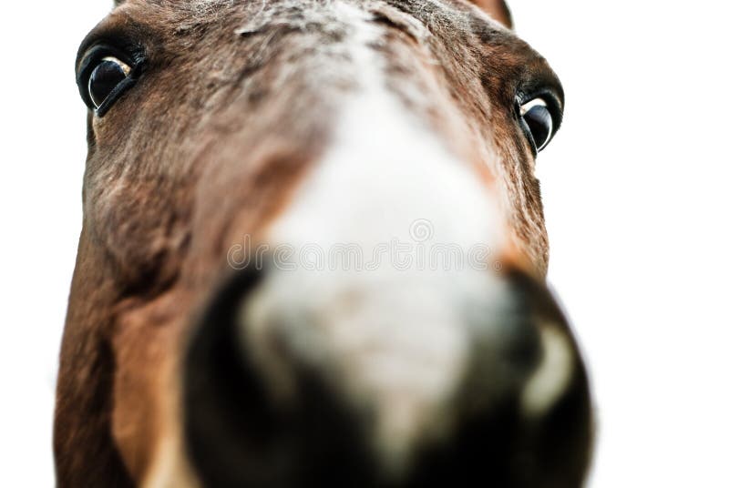 Cheval fou image stock. Image du contrari?�, comique, com?�die - 4493087