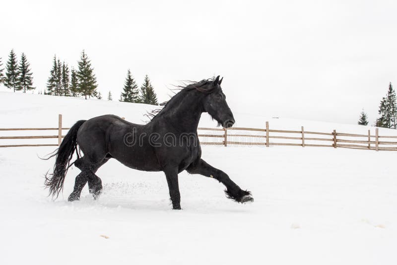 Cheval français noir courir sur manege dans ferme rurale roumaine