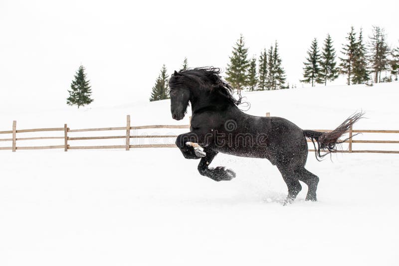 Cheval français noir courir sur manege dans ferme rurale roumaine