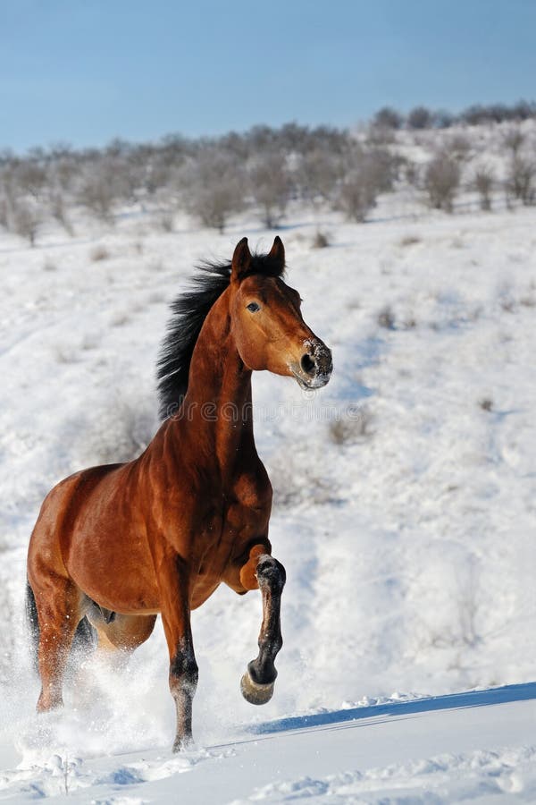 Cheval galopant en hiver de neige photographie stock Cheval galopant en hiver de neige photographie stock