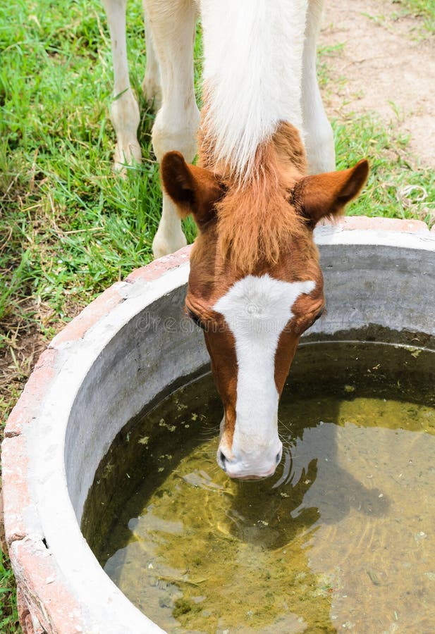 Cheval mangeant l'eau image libre de droits Cheval mangeant l'eau image libre de droits