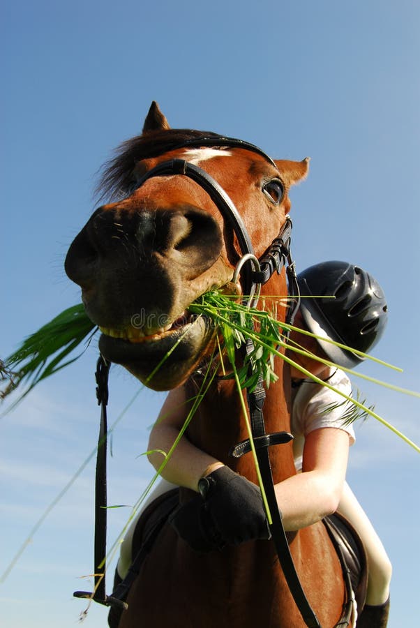 Cheval mangeant l'herbe