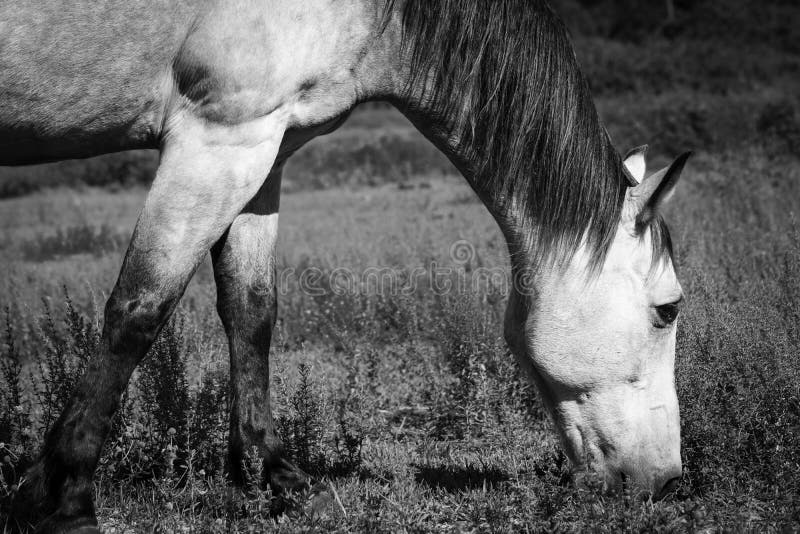 Cheval mâchant sur l'herbe noire et blanche images libres de droits Cheval mâchant sur l'herbe noire et blanche images libres de droits