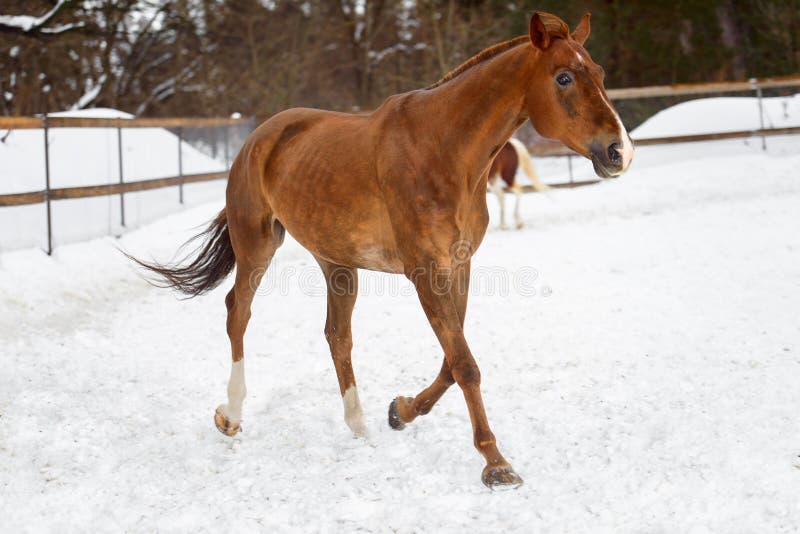 Cheval rouge domestique fonctionnant dans le pré de neige en hiver photo libre de droits Cheval rouge domestique fonctionnant dans le pré de neige en hiver photo libre de droits