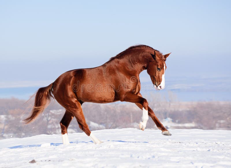 Cheval rouge sur la neige en hiver photographie stock Cheval rouge sur la neige en hiver photographie stock