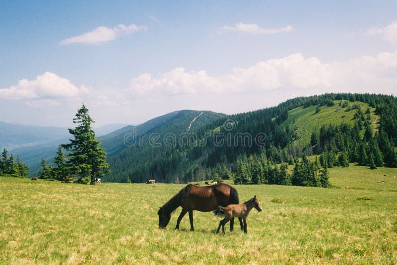 Cheval sauvage frôlant dans les montagnes d'été photographie stock Cheval sauvage frôlant dans les montagnes d'été photographie stock