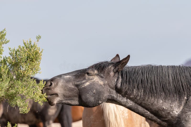 Cheval Sauvage Mangeant Dans Le Desert De L Utah Image Stock Image Du Nature Americana Cheval Sauvage Mangeant Dans Le Desert De L Utah Image Stock Image Du Nature Americana