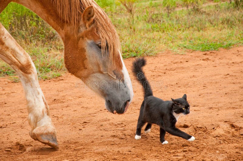 Belgian Draft horse following his tiny little black and white kitty cat friend. Belgian Draft horse following his tiny little black and white kitty cat friend