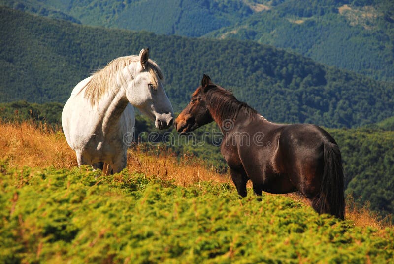 Chevaux photos stock Chevaux photos stock