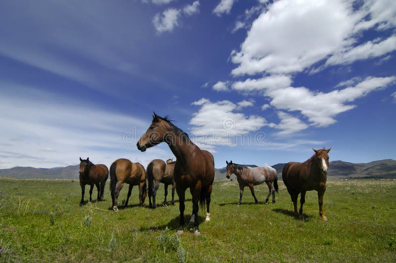 Chevaux photographie stock libre de droits Chevaux photographie stock libre de droits