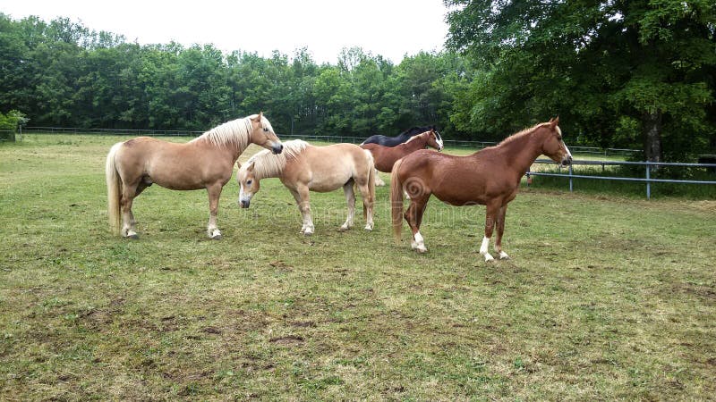 Tête D'un Cheval De Baie Dans Le Profil Photo stock - Image du dressage,  fermer: 129301518