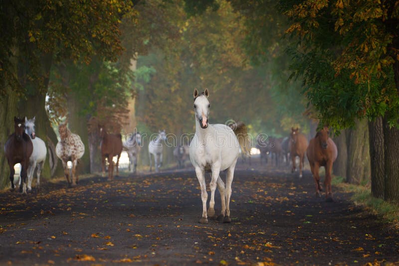 Chevaux courants photographie stock Chevaux courants photographie stock