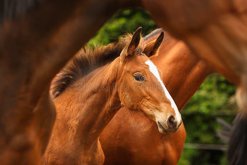 Chevaux d'animaux familiers photographie stock Chevaux d'animaux familiers photographie stock