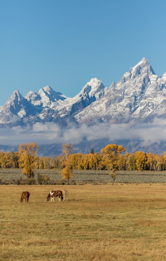 Chevaux dans le Tetons dans la chute image libre de droits Chevaux dans le Tetons dans la chute image libre de droits