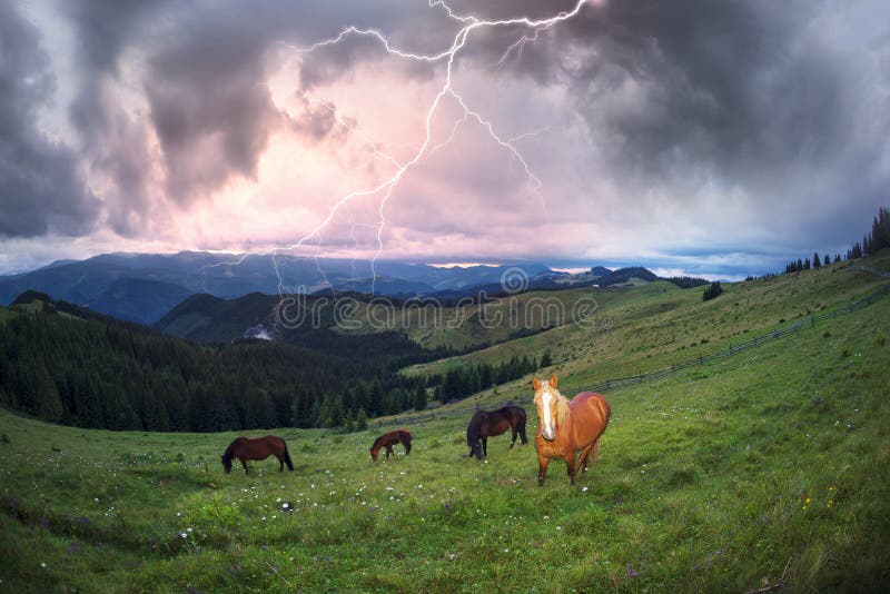 Chevaux dans les Carpathiens brumeux photo stock Chevaux dans les Carpathiens brumeux photo stock