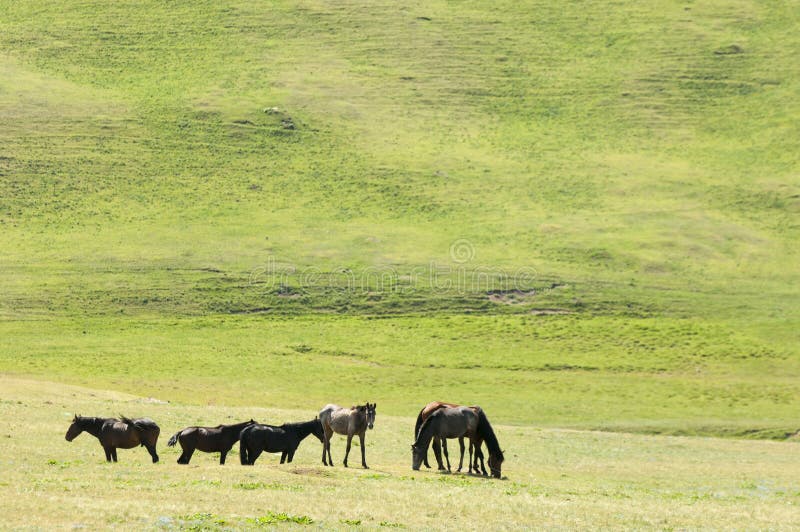 Horses in the mountains, equine, nag, hoss, hack, dobbin. a solid-hoofed plant-eating domesticated mammal with a flowing mane and tail, used for riding, racing, and to carry and pull loads. Horses in the mountains, equine, nag, hoss, hack, dobbin. a solid-hoofed plant-eating domesticated mammal with a flowing mane and tail, used for riding, racing, and to carry and pull loads.