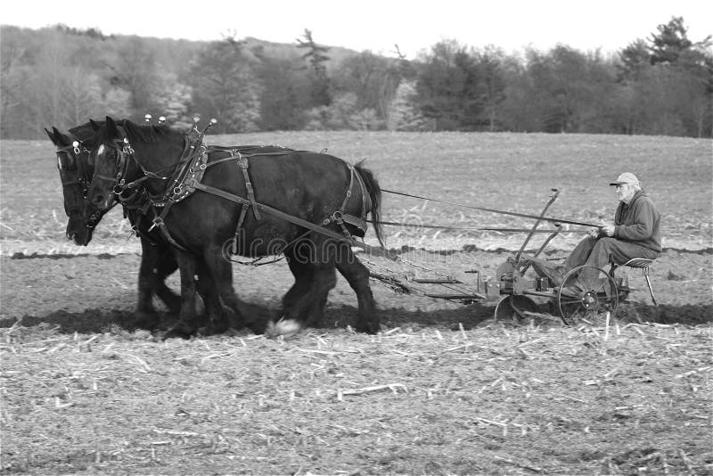 Chevaux de trait photographie stock libre de droits Chevaux de trait photographie stock libre de droits