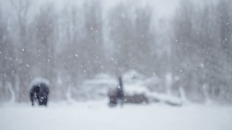 Chevaux dehors pendant une tempête de neige d'hiver