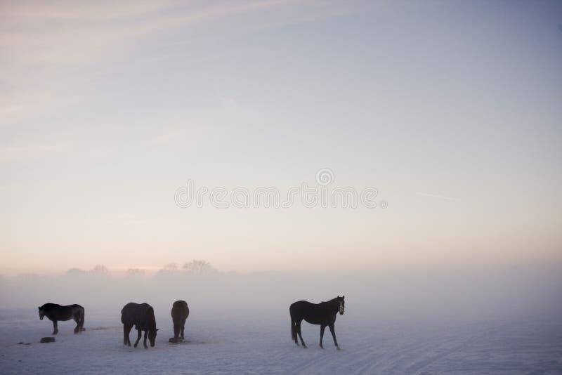 Group of horses feeding in winter time. Group of horses feeding in winter time