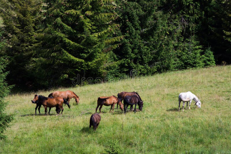 Download Chevaux Frôlant Dans Un Pâturage Dans Les Montagnes Photo stock - Image du côte, vert: 77159628