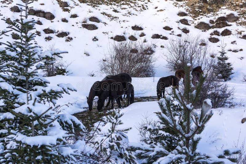Chevaux gratuits de noir à la montagne de Ziria Sapins couverts de neige un jour d'hiver, Péloponnèse du sud, Grèce image libre de droits Chevaux gratuits de noir à la montagne de Ziria Sapins couverts de neige un jour d'hiver, Péloponnèse du sud, Grèce image libre de droits