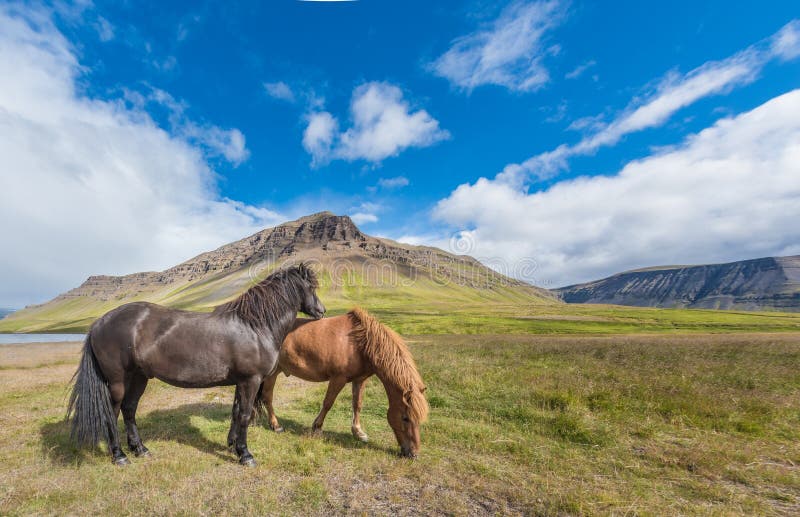 Chevaux islandais, Reykholt, Islande photos libres de droits Chevaux islandais, Reykholt, Islande photos libres de droits