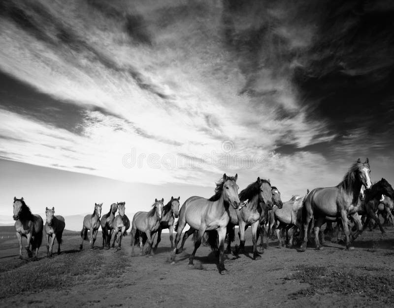 Chevaux sauvages Chevaux sauvages