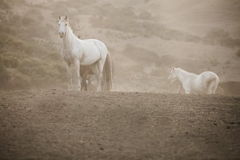 Chevaux sauvages image libre de droits Chevaux sauvages image libre de droits